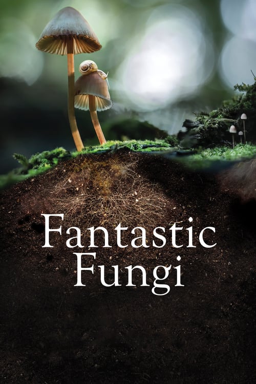 ดูหนังออนไลน์ฟรี [NETFLIX] Fantastic Fungi (2019) เห็ดมหัศจรรย์