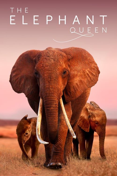 ดูหนังออนไลน์ The Elephant Queen (2019)
